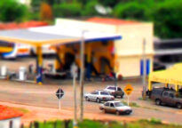 Cedro Pernambuco