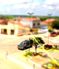 Cedro Pernambuco