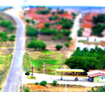 Cedro Pernambuco