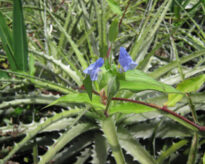 Sitio Juá de Panelas PE