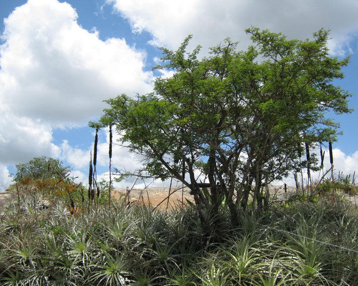 Sitio Juá de Panelas PE