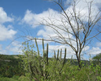 Sitio Juá de Panelas PE