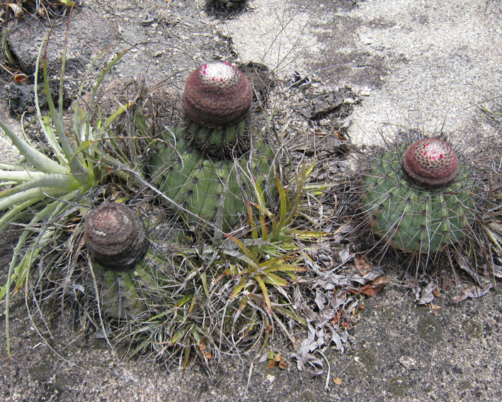 Sitio Juá de Panelas PE