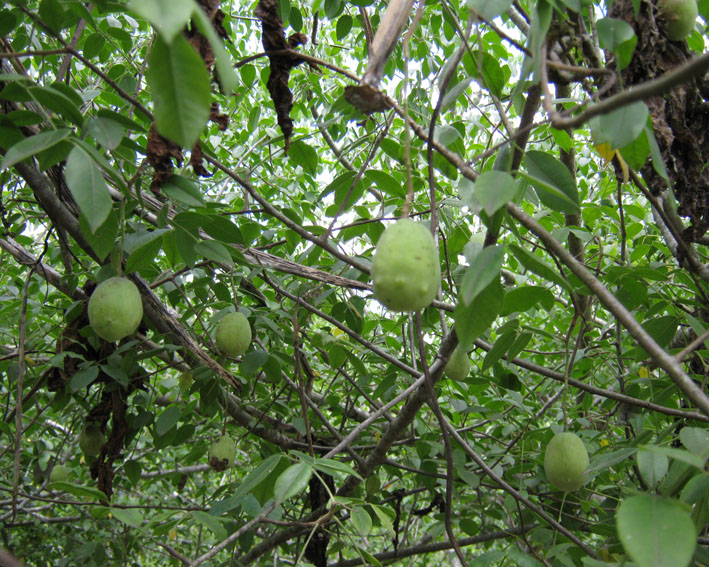 Sitio Juá de Panelas PE
