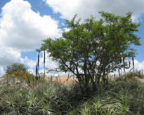 Sitio Juá de Panelas PE