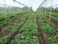 NOSSAS  FLORES