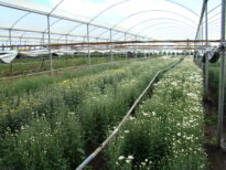 NOSSAS  FLORES