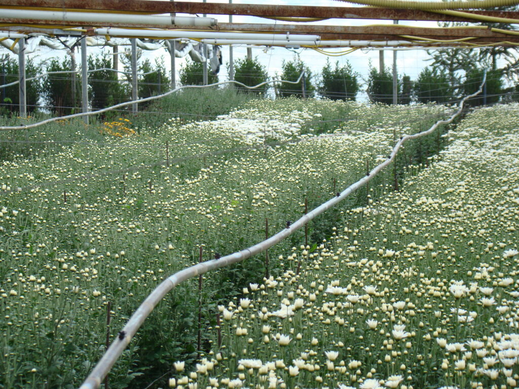 NOSSAS  FLORES