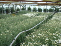 NOSSAS  FLORES