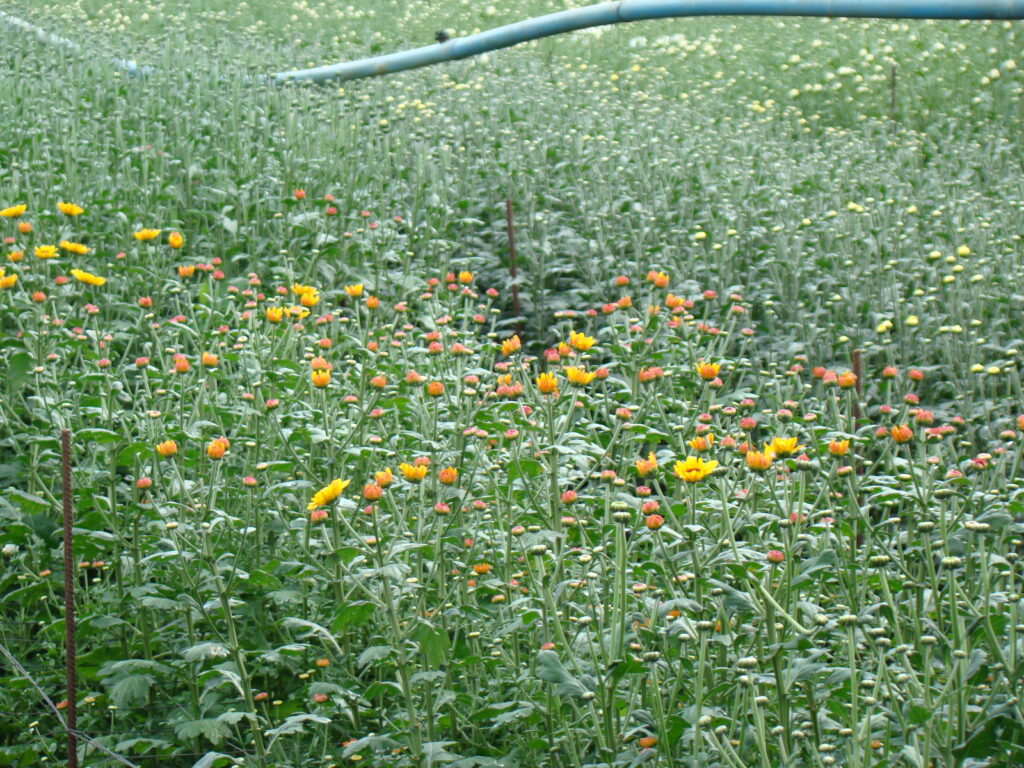 NOSSAS  FLORES