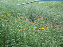 NOSSAS  FLORES