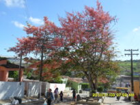 BREJÃO/PE