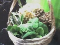 Cestinha com ervas medicinais