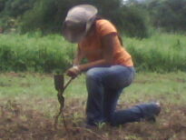 Kamila Leão/Agronomia