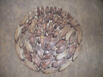 Mandala composta de vários  tipos de  cipós  em  espiral, diâmetro 69cm. Valor R$ 230,00