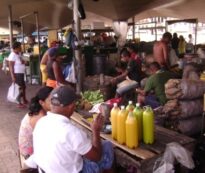 Tucupi, líquido extraído da mandioca, para ser