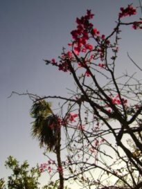 Flores 1