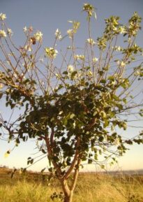 Flores 2