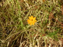Flores 3