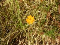 Flores 3
