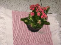 Flores
