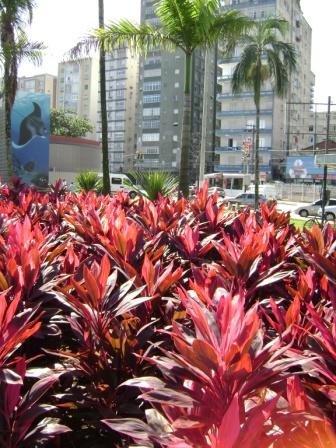Plantas Aquário