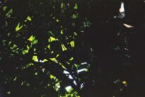 Verde inspiração