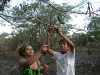 Cicica e Vagner coletando outras vagens para testar pigmento