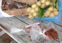 Algumas fibras e sementes coletadas para testar pigmentos