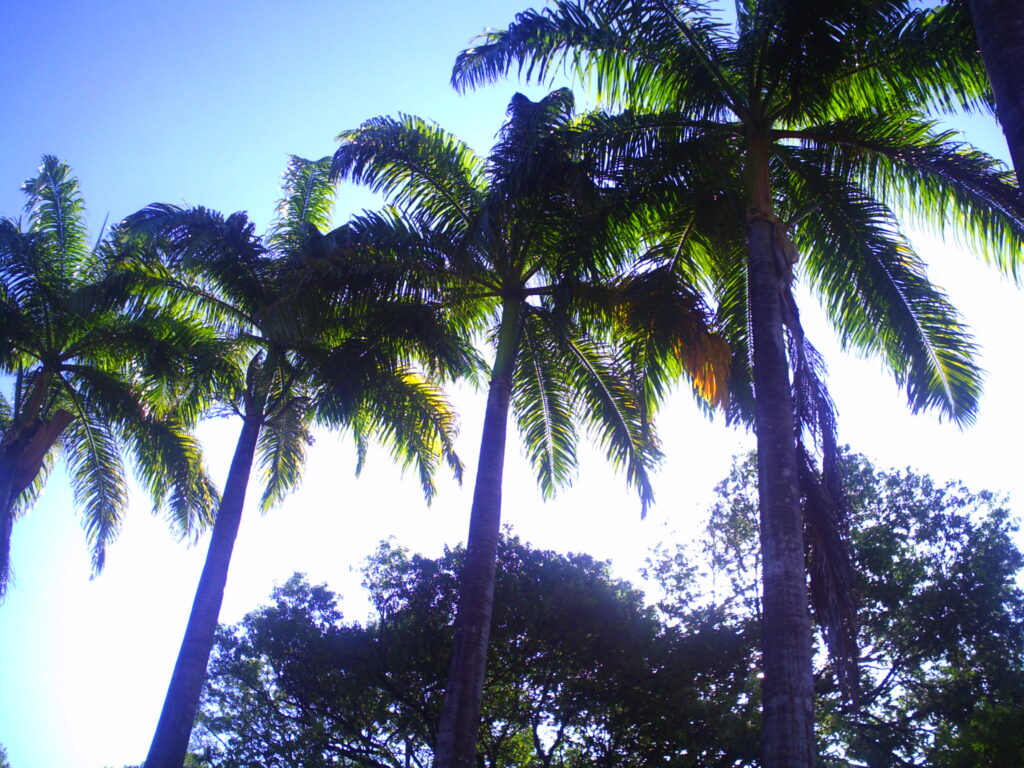 Coqueiros